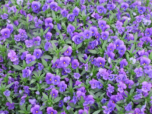 Free Pansies Spring photo and picture