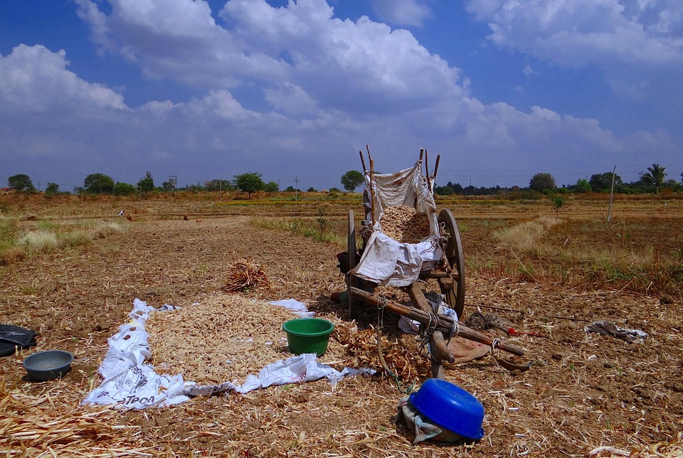 Sorghum Spikes Drying Cart Free Photo On Pixabay Pixabay sorghum-spikes-drying-cart-free-photo-on-pixabay-pixabay