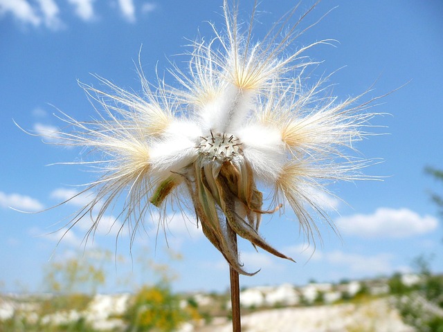 Flower Hairy - Free photo on Pixabay - Pixabay