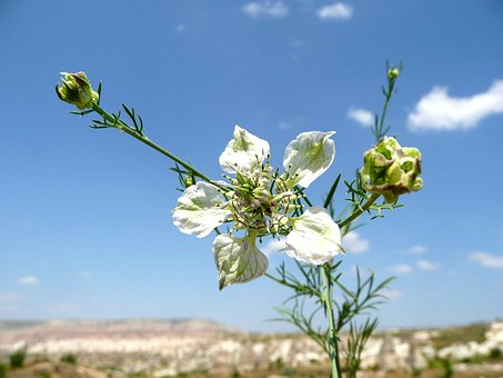 Free Flower Sky photo and picture