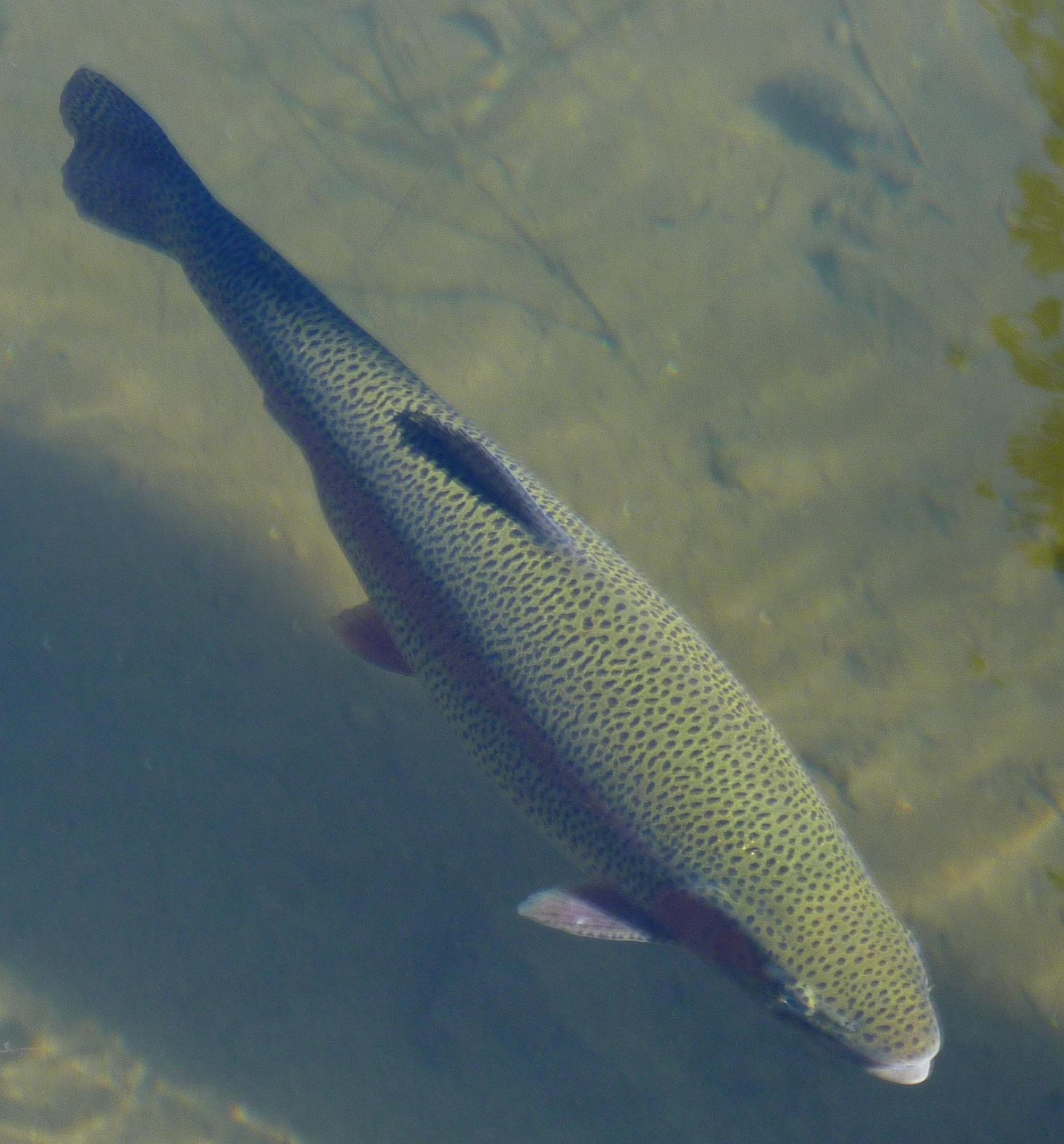20+ Free Rainbow Trout & Trout Images Pixabay