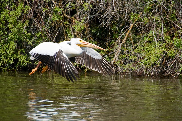 Free Pelican Utah photo and picture