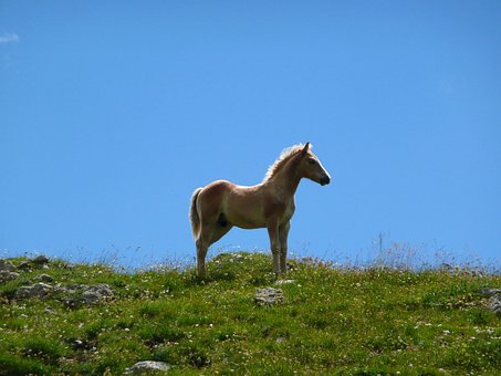 Free Horse Foal photo and picture