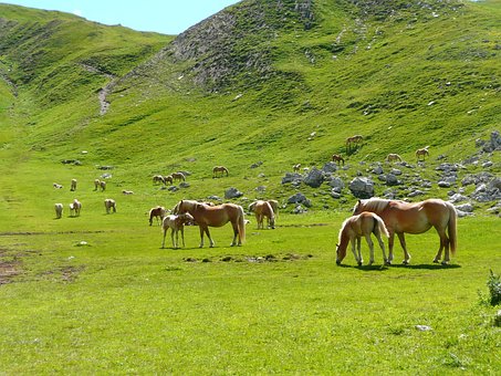 Free Horses Herd photo and picture