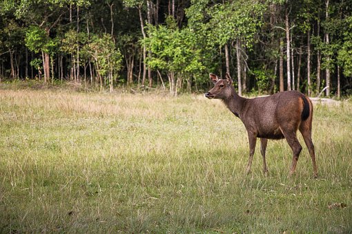 Free Barking Deer Deer photo and picture
