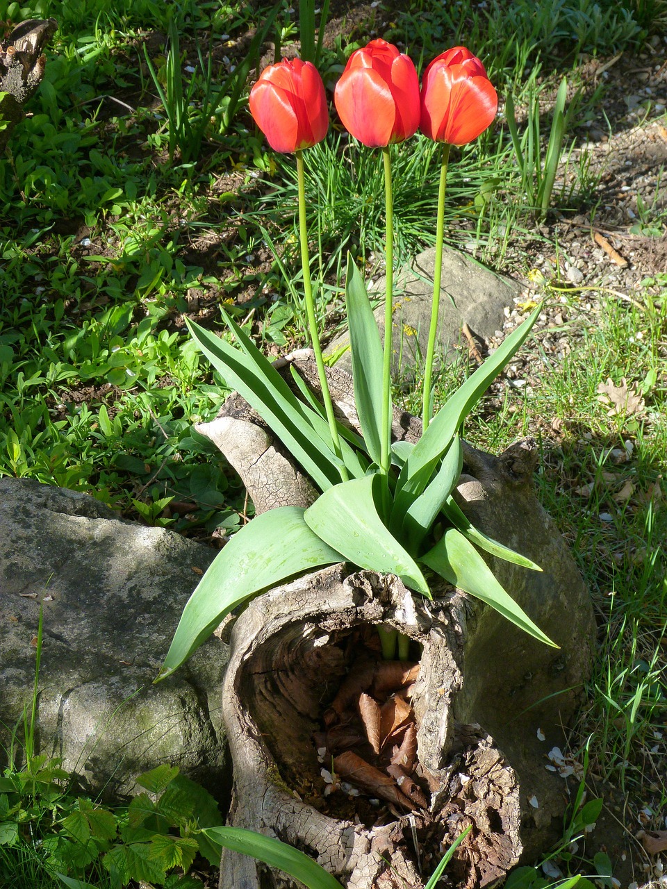 Red Tulips Flowers Garden Free photo on Pixabay Pixabay