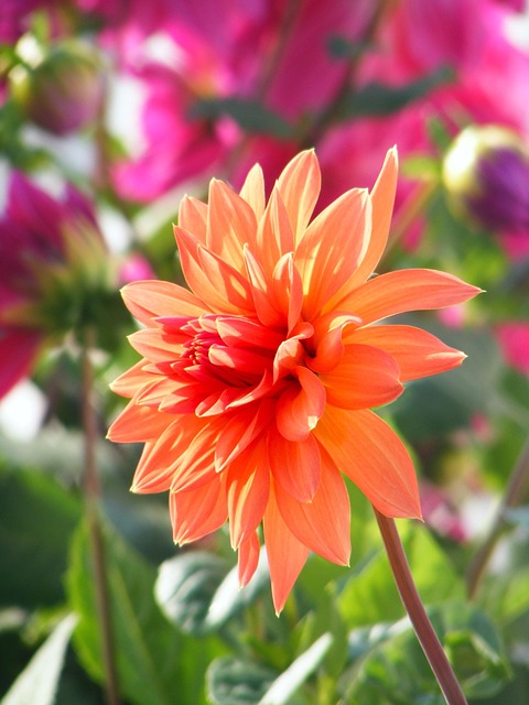 Free Flower Wildflower photo and picture