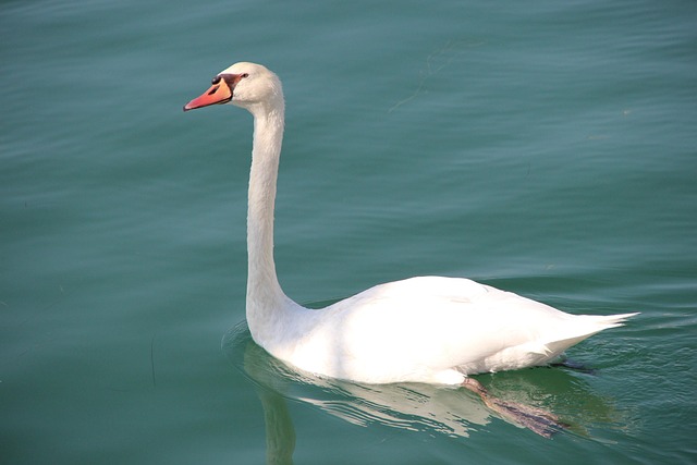 Schwan, Fauna, Wasservogel