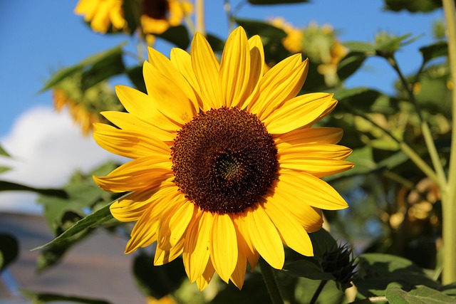 Sonnenblume, Blumen Hintergrund, Blüte