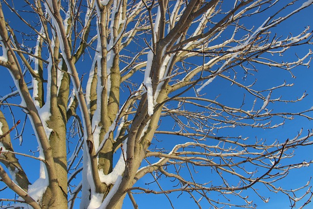 Baum, Ast, Natur, Winter, Schnee, Himmel