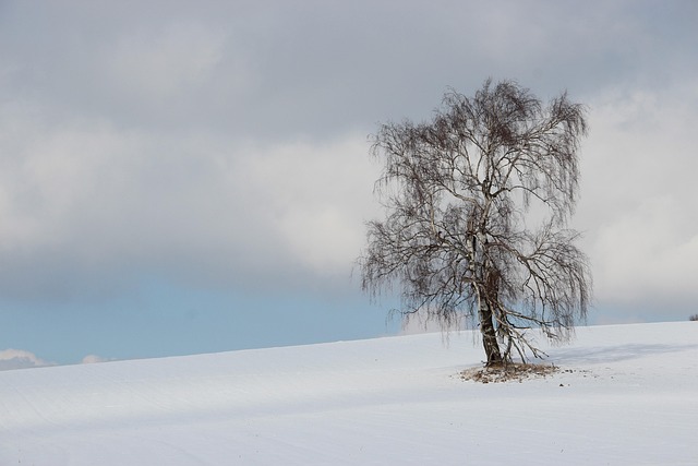 Winter, Baum, Natur, Landschaft, Schnee
