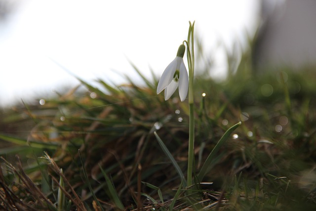 Schneeglöckchen, Frühblüher