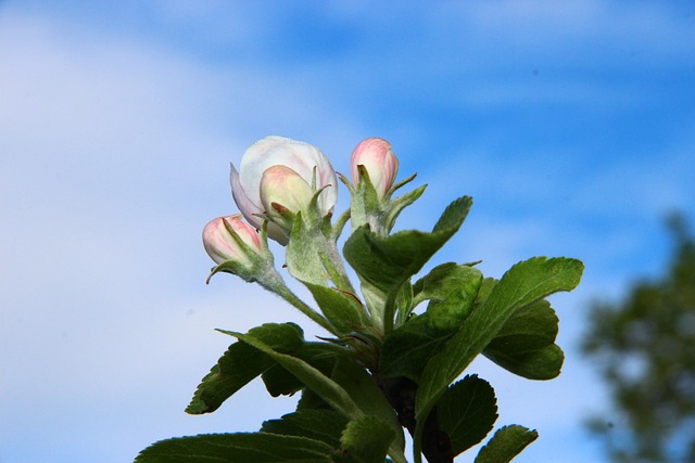Frühling, Natur, Blüte, Himmel
