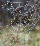 web, spider, drops