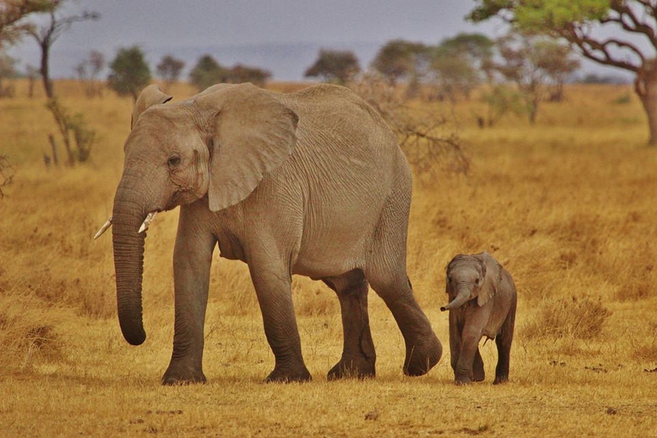 Elephant Babies Family Free photo on Pixabay Pixabay