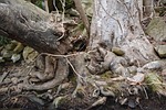 root, gnarly, tree roots