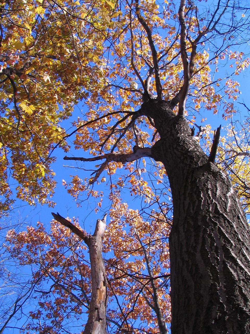 Free Fall Terrebonne photo and picture