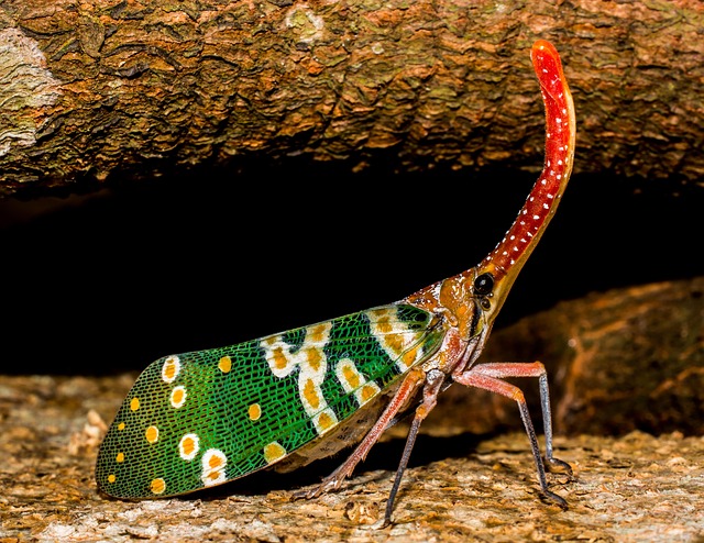 Free Canthigaster Cicada Fulgoromorpha photo and picture