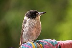 butcherbird, australia, bird