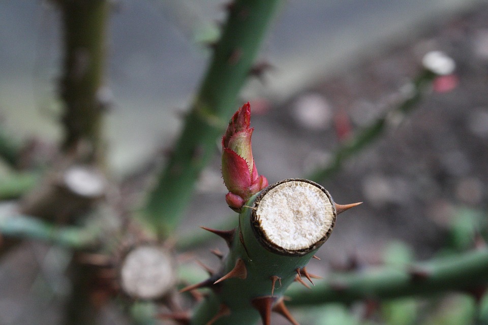 Spring Roses Bud - Free photo on Pixabay - Pixabay