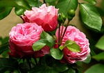 roses, rose, flowers