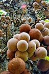 sal flower, sal fruit, flower for rituals