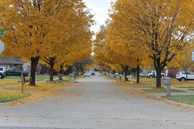 Free Fall Leaves photo and picture