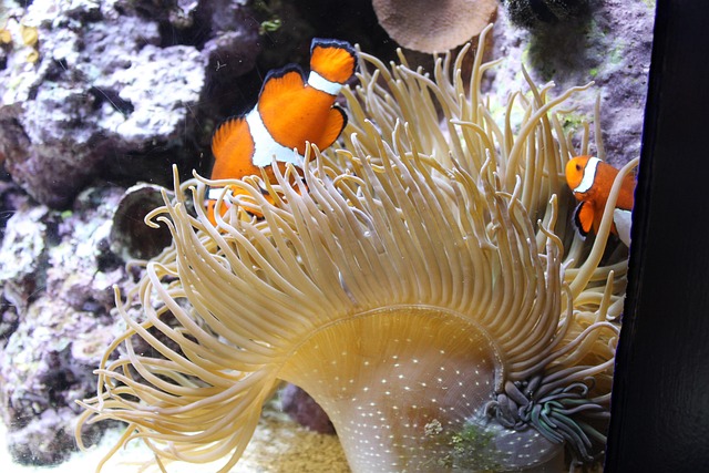 Free Aquarium Anemonefish photo and picture