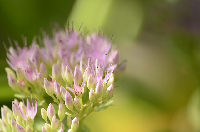 Flor, Verde, Fundo Flor, Macro, Natureza