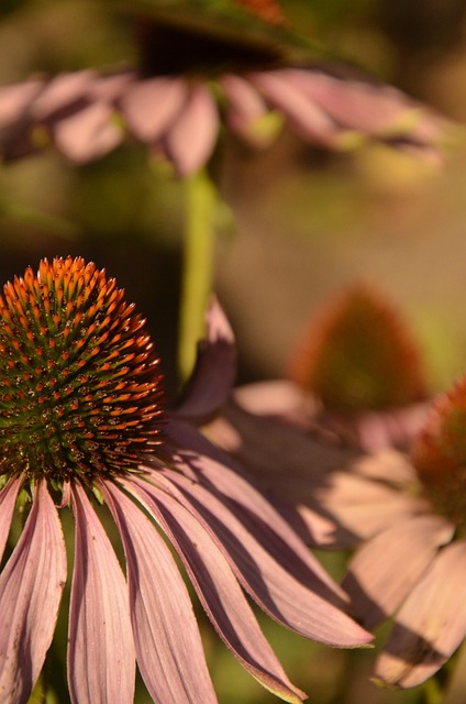 Flores, Plantas, Macro, Natureza, Verde