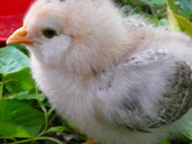 Baby, Kylling, Fjerkræ, Fugl, Flyve