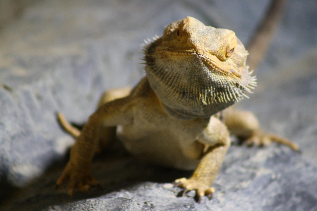 100+ Free Monitor Lizard & Lizard Images - Pixabay