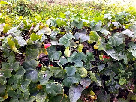 Garten, Gemüse, Frisch, Gurken, Grün