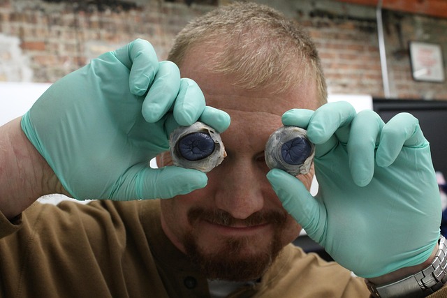 Free Dissection Cow photo and picture