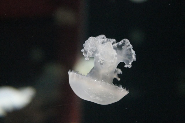 Free Jellyfish Jelly photo and picture