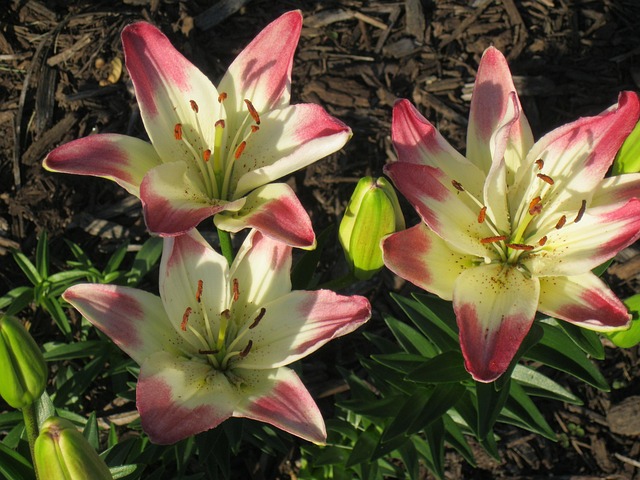 Free Lollypops Daylily photo and picture