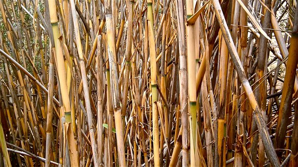 Bengala, Arundo Donax