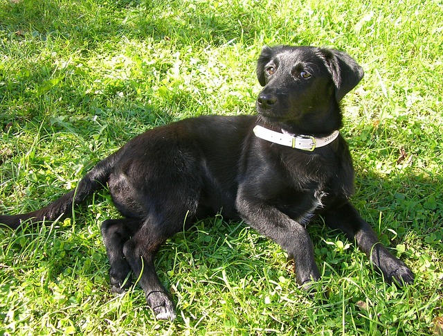 Free Labrador Animal photo and picture