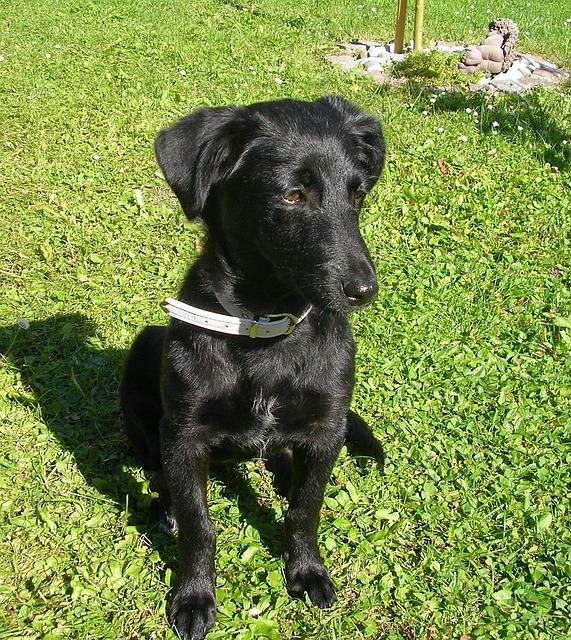Free Puppy Labrador photo and picture