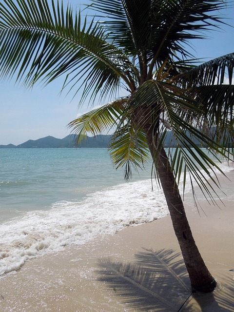 Thailand, Palme Træ, Koh Samui, Natur