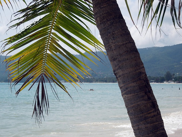 Thailand, Palme Træ, Koh Samui, Chaweng
