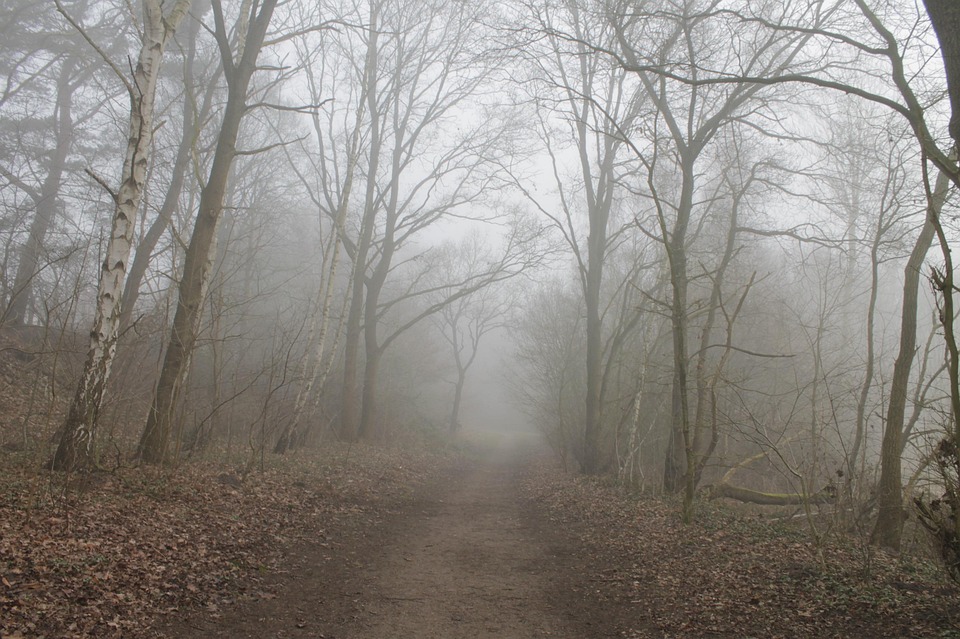 Chemin Forestier Brouillard Arbres · Photo gratuite sur Pixabay