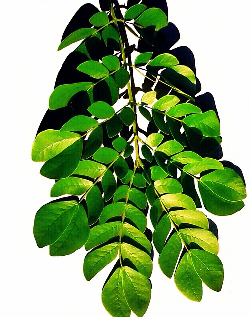 Blatt, Natur, Pflanze, Natürlich