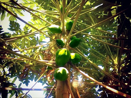 Papaya, Obst, Exotisch, Papayabaum, Grün