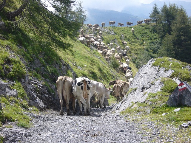 Free Cows Pasture photo and picture