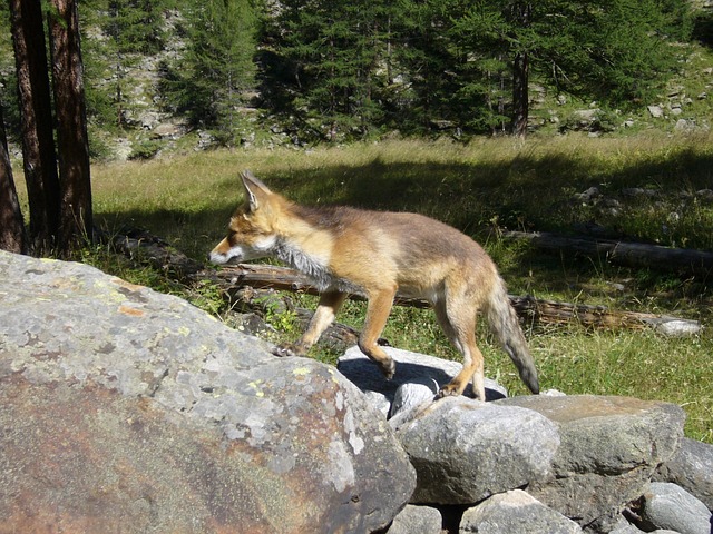 Free Fox Animals photo and picture