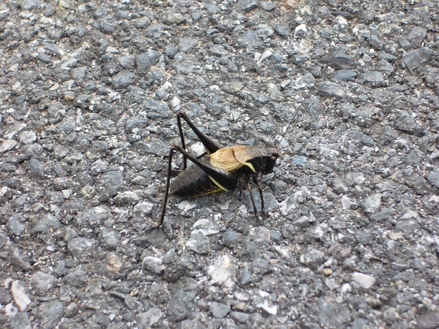 Free Cricket Insects photo and picture