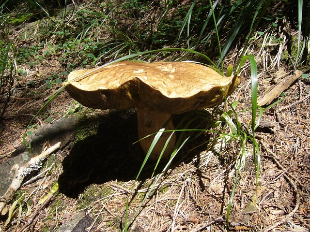 Free Porcino Mushroom photo and picture