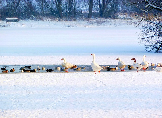 Gæs, Ænder, Vinter, Sne, Sø