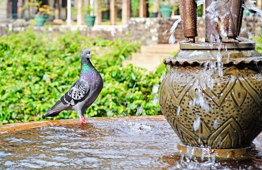 Pigeon, Water, Thirsty, Bird, Fountain by nuzree Pigeon, Water, Thirsty, Bird, Fountain